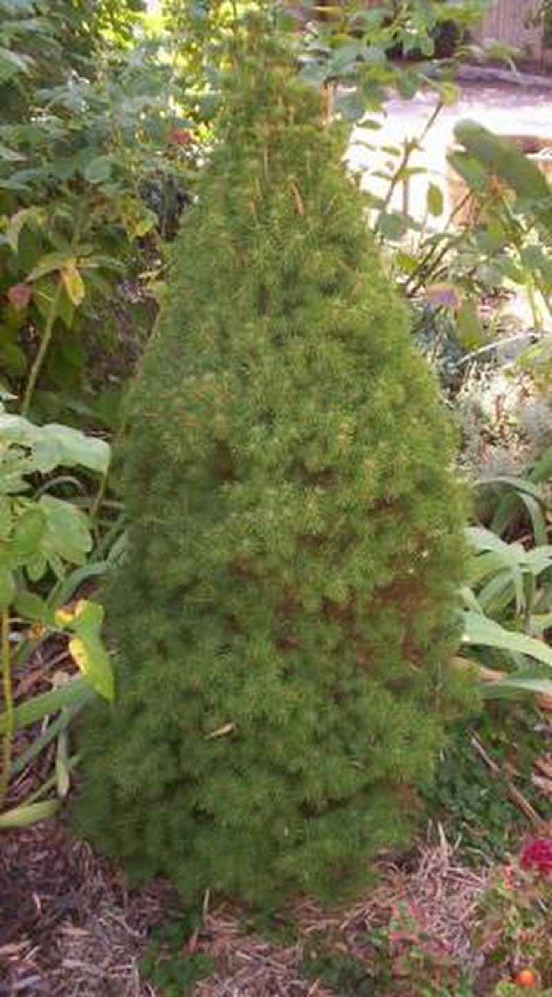 Western White Spruce photo 3