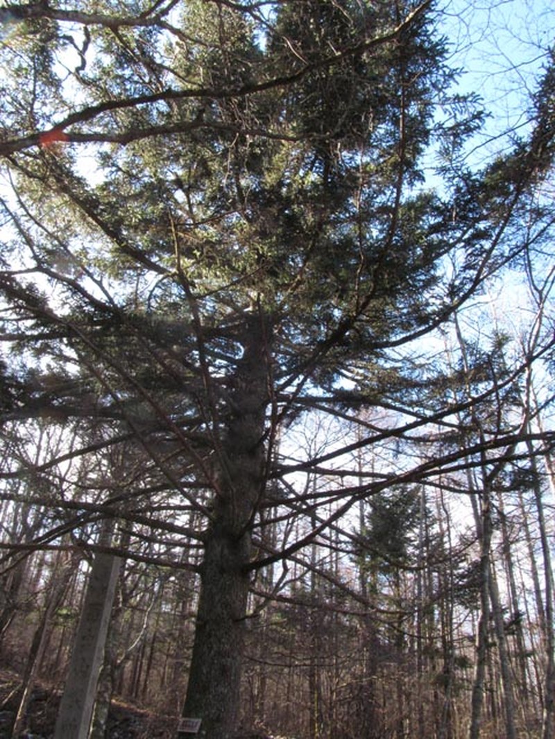 Picea alcoquiana
