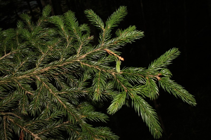 Picea alcoquiana photo 2