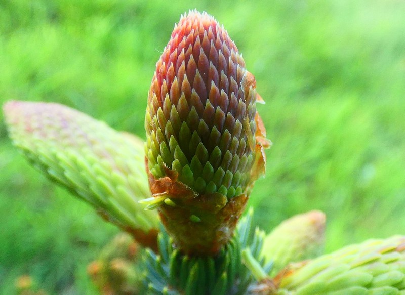 Picea alcoquiana photo 3