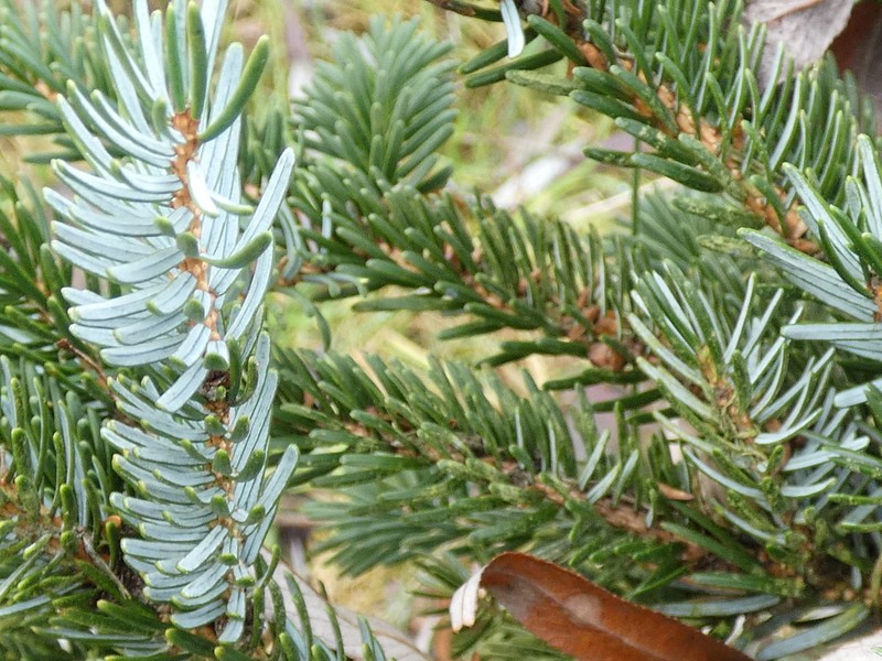 Picea alcoquiana photo 4