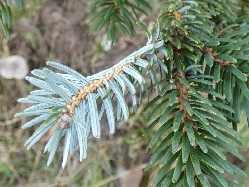 Picea alcoquiana photo 5