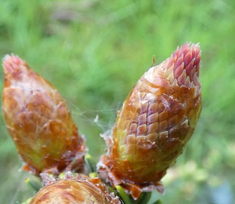 Picea alcoquiana photo 6