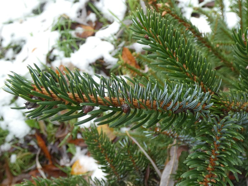 Picea alcoquiana photo 7
