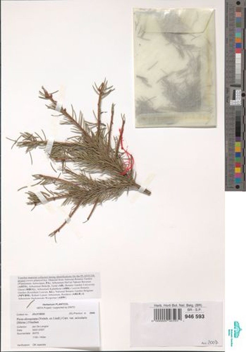 Picea alcoquiana var. acicularis