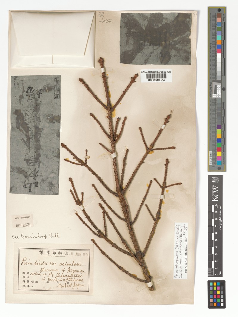 Picea alcoquiana var. acicularis photo 2