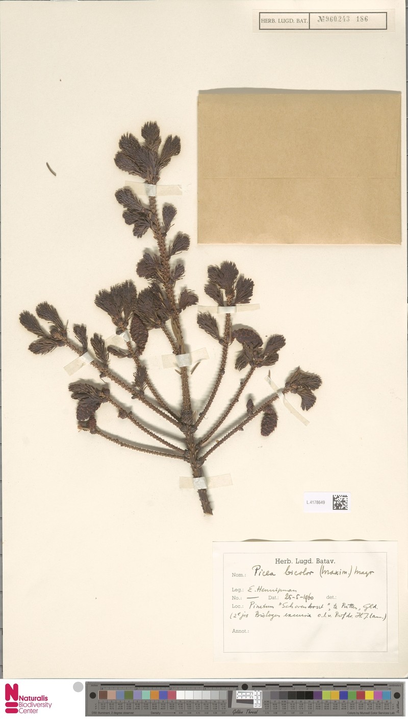 Picea alcoquiana var. alcoquiana