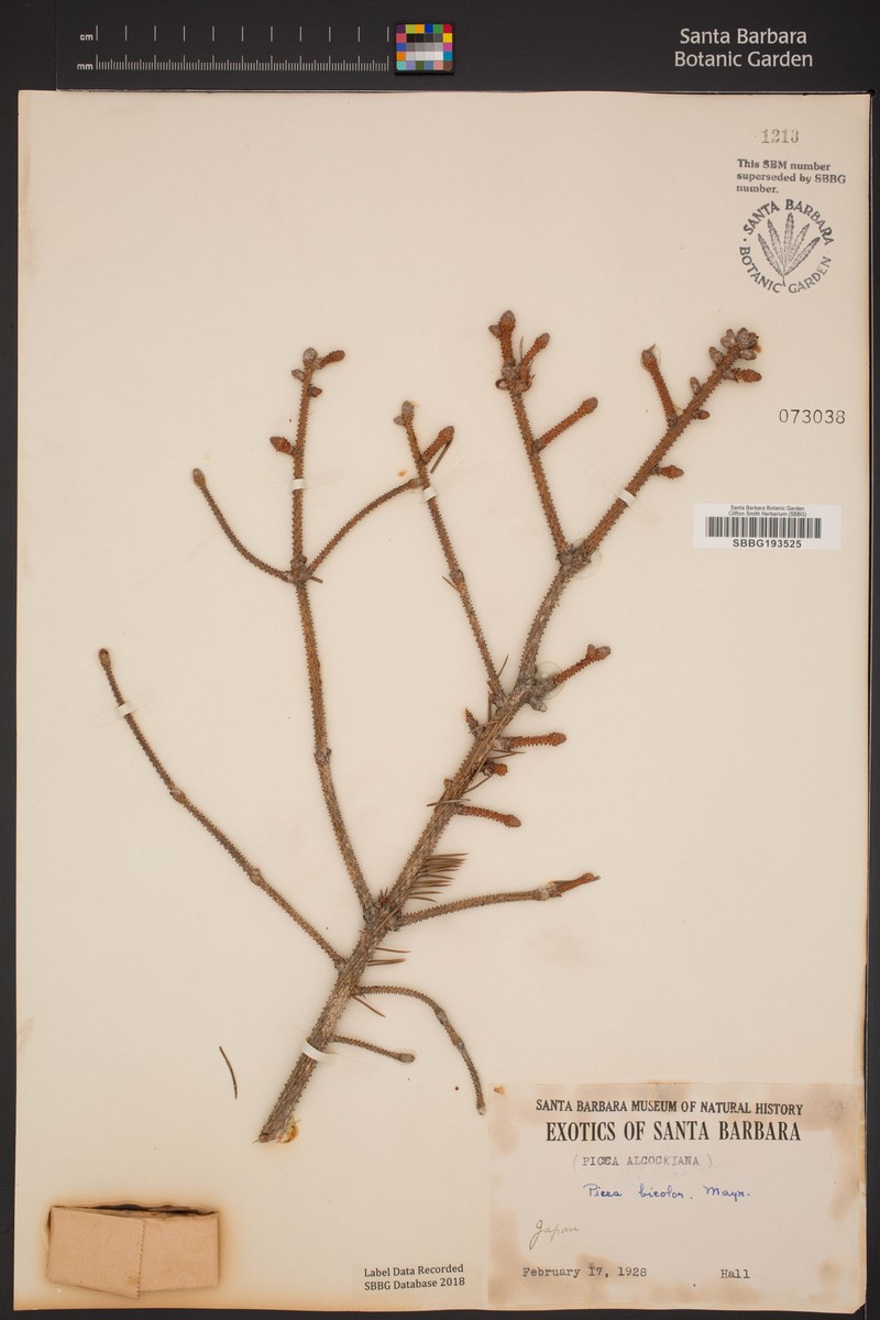 Picea alcoquiana var. alcoquiana photo 3