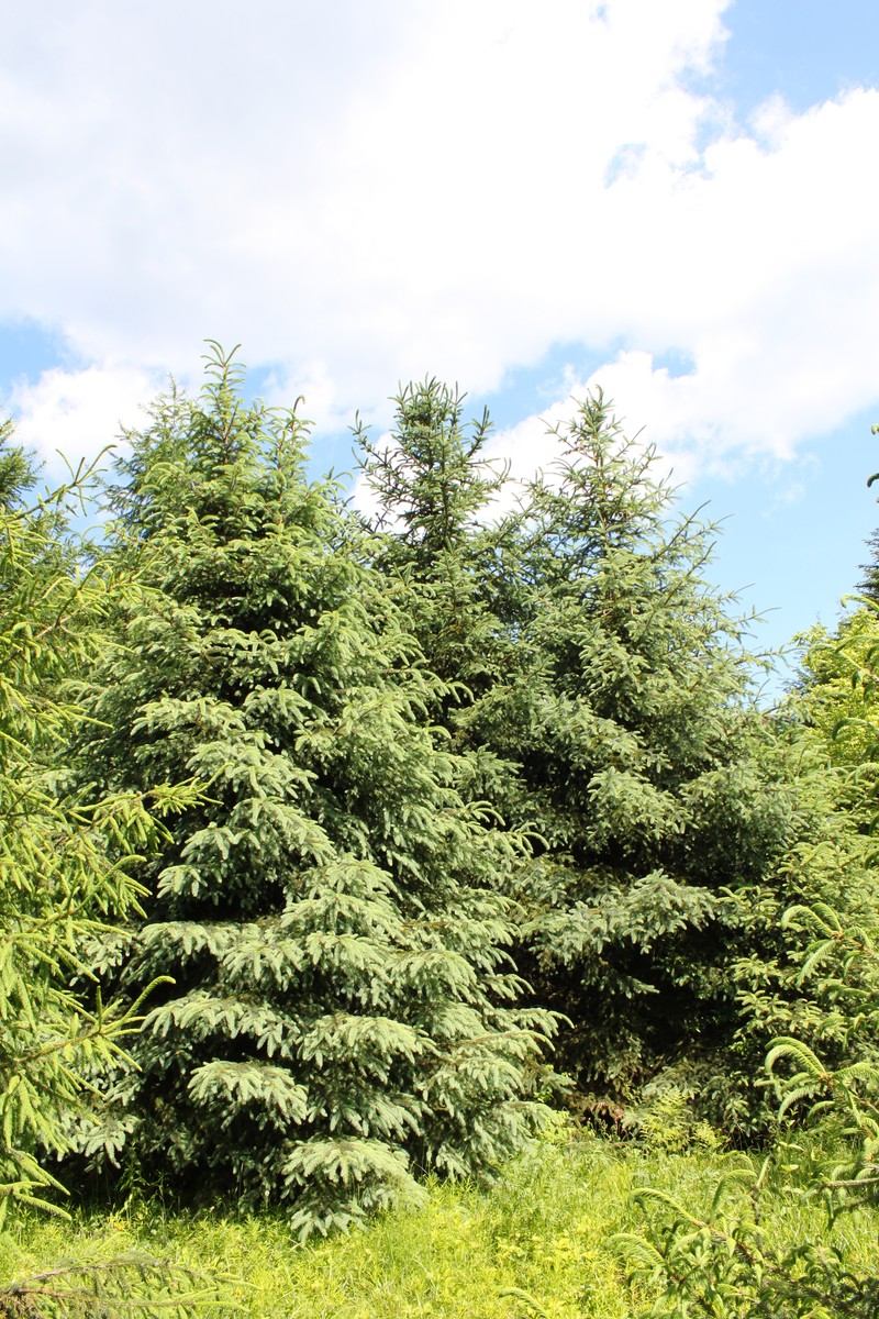 Picea asperata