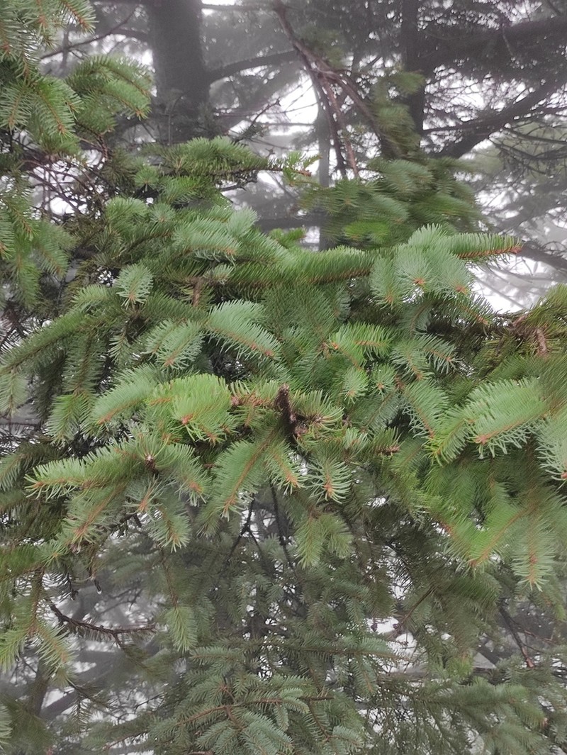 Picea asperata photo 2