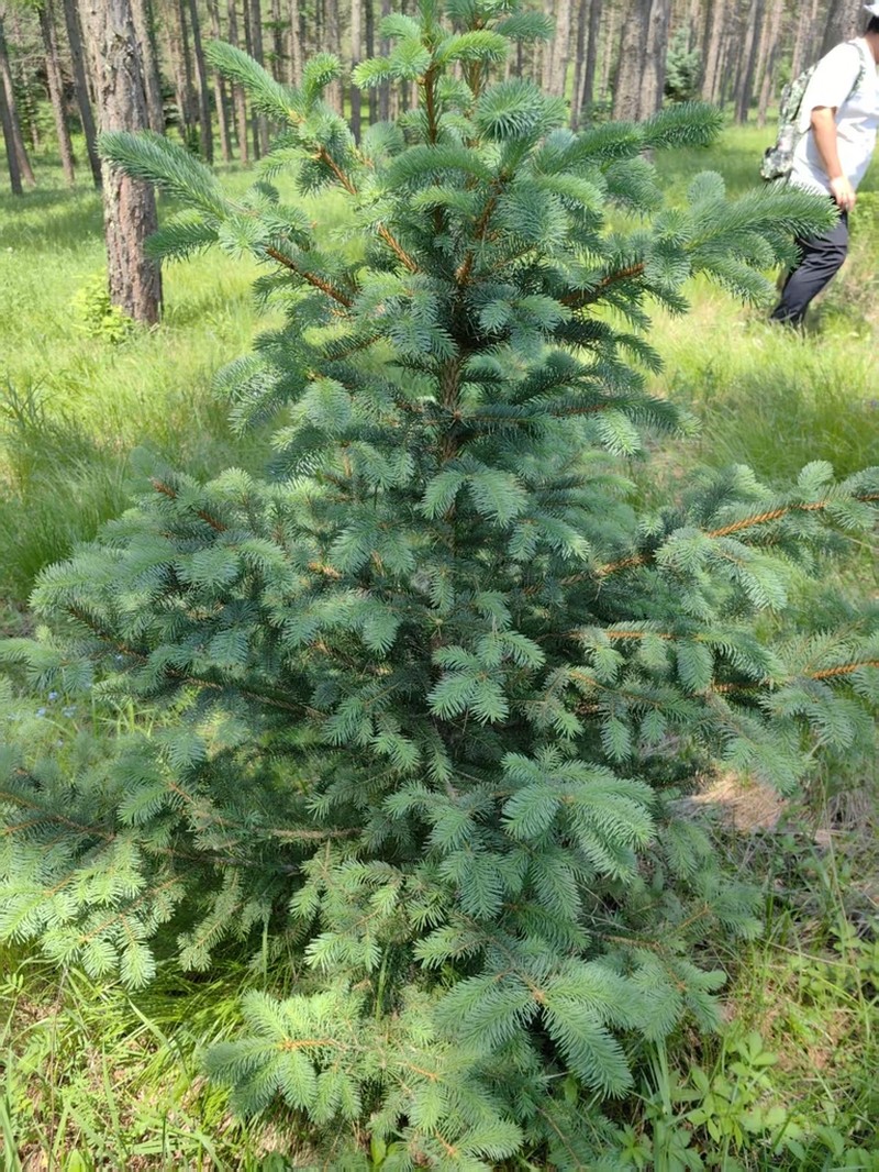 Picea asperata photo 3