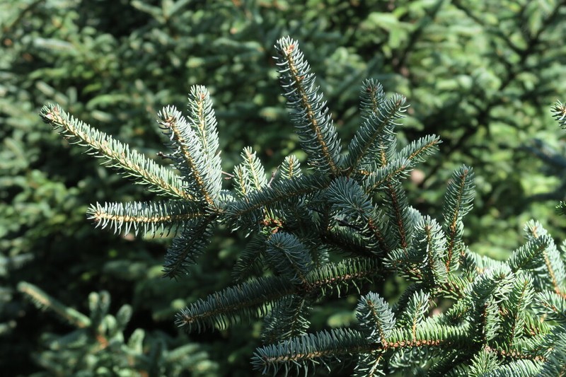 Picea asperata photo 4