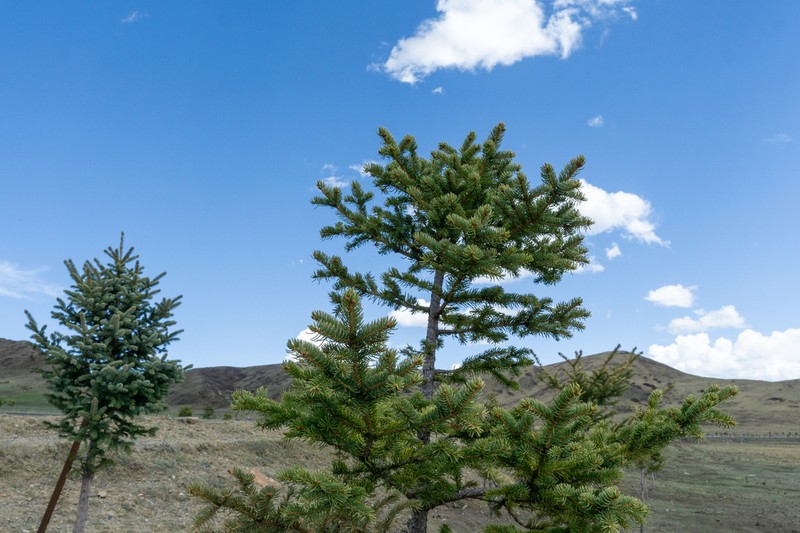 Picea asperata photo 5