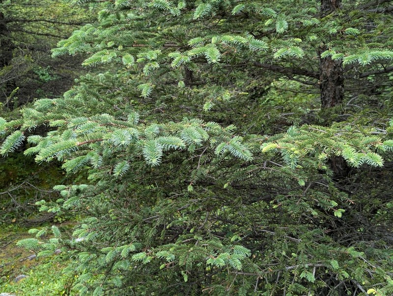 Picea asperata photo 7
