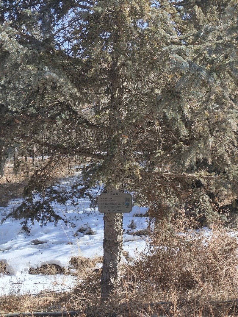 Picea asperata photo 8