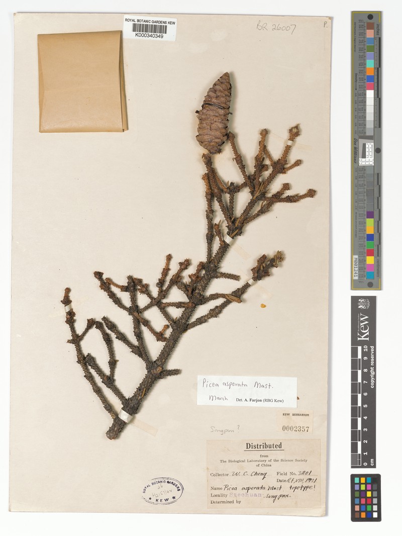 Picea asperata var. asperata