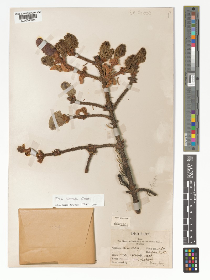 Picea asperata var. asperata photo 2