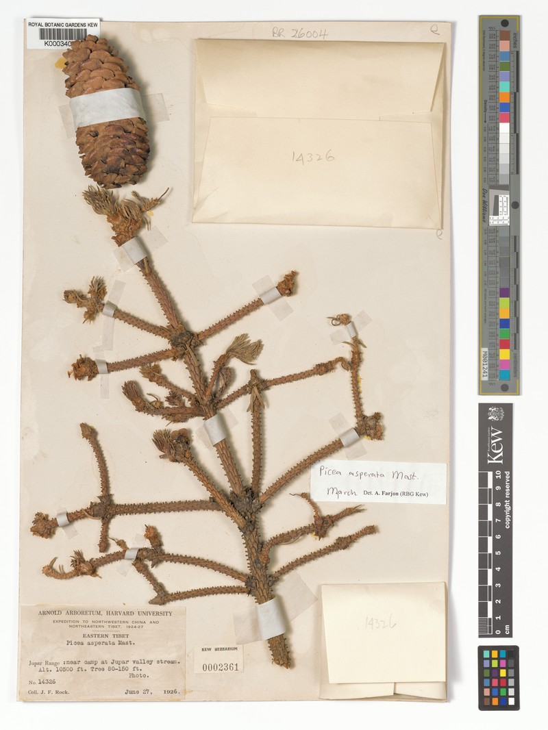 Picea asperata var. asperata photo 3