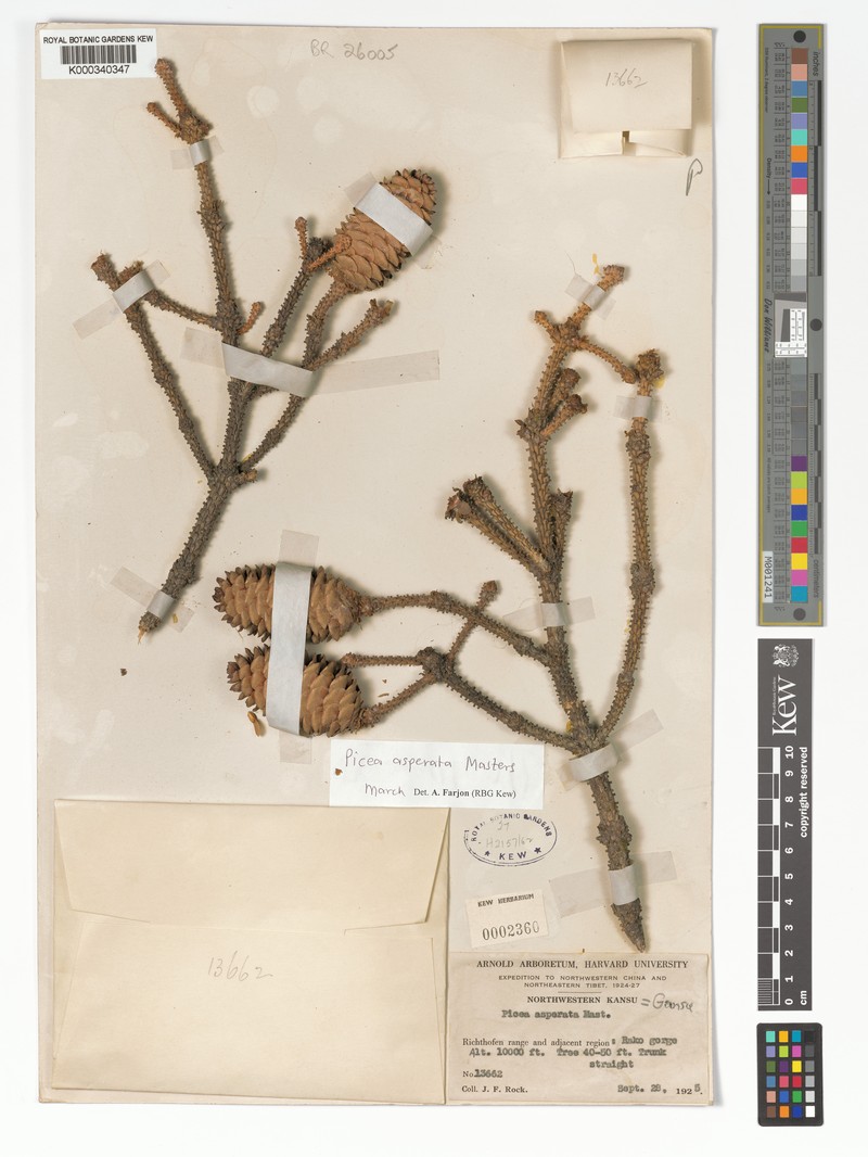 Picea asperata var. asperata photo 4