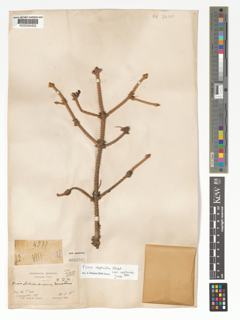Picea asperata var. asperata photo 5