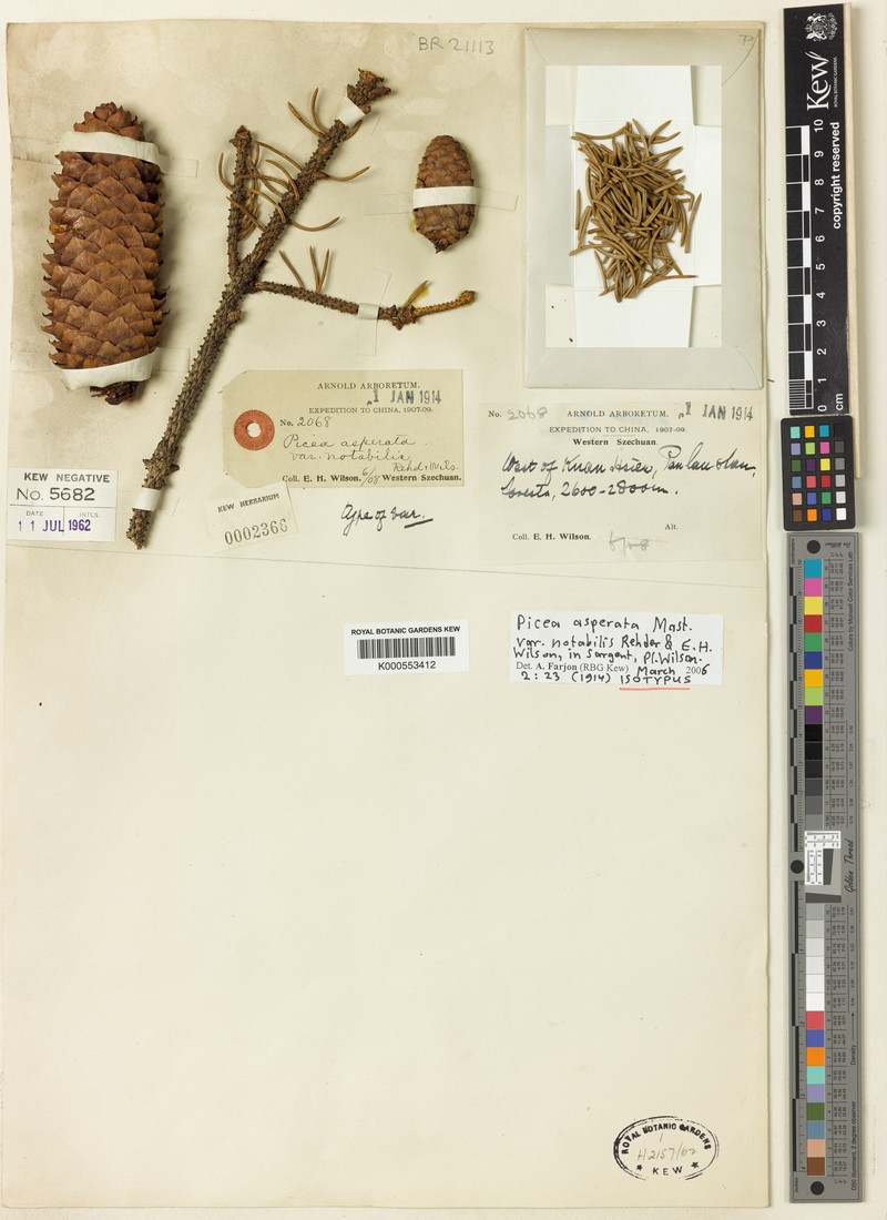Picea asperata var. notabilis