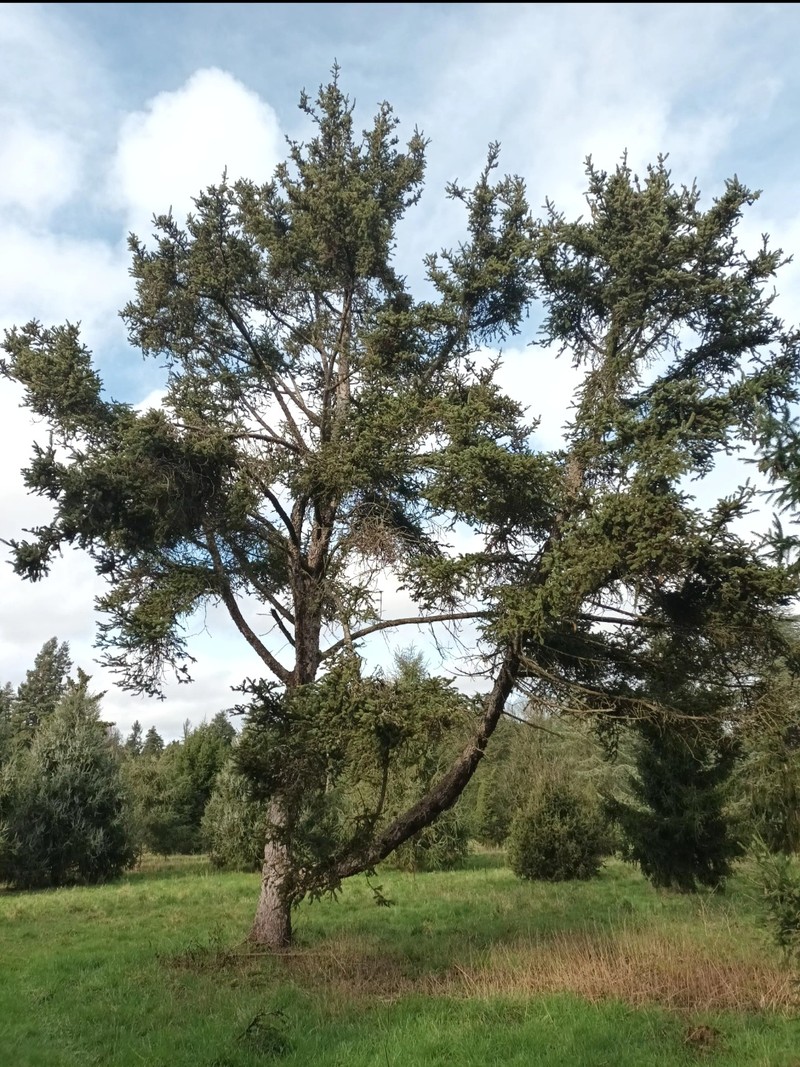 Picea aurantiaca