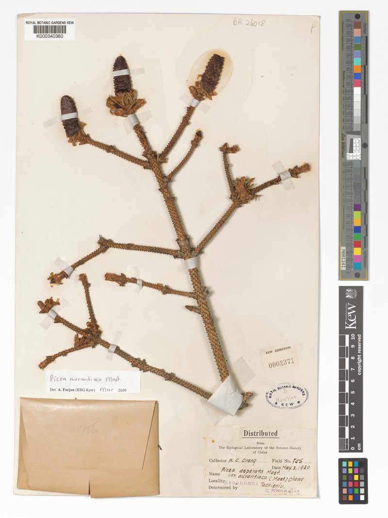 Picea aurantiaca photo 2