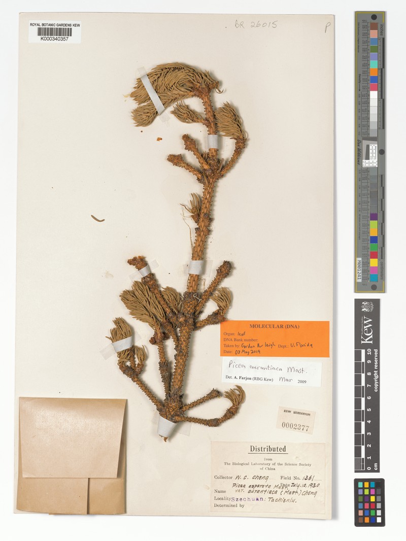 Picea aurantiaca photo 3