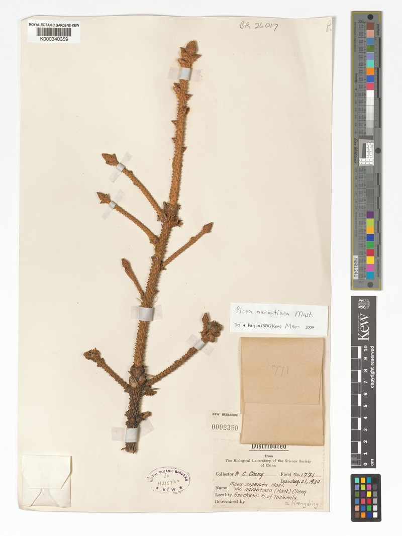 Picea aurantiaca photo 4