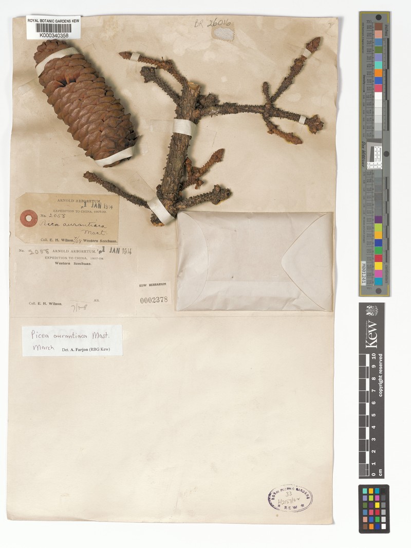 Picea aurantiaca photo 5