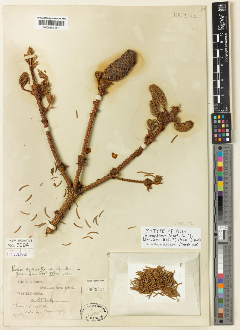Picea aurantiaca photo 6