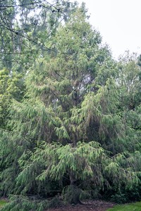 Picea brachytyla