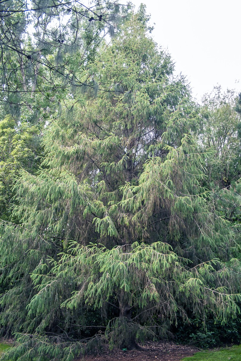 Picea brachytyla