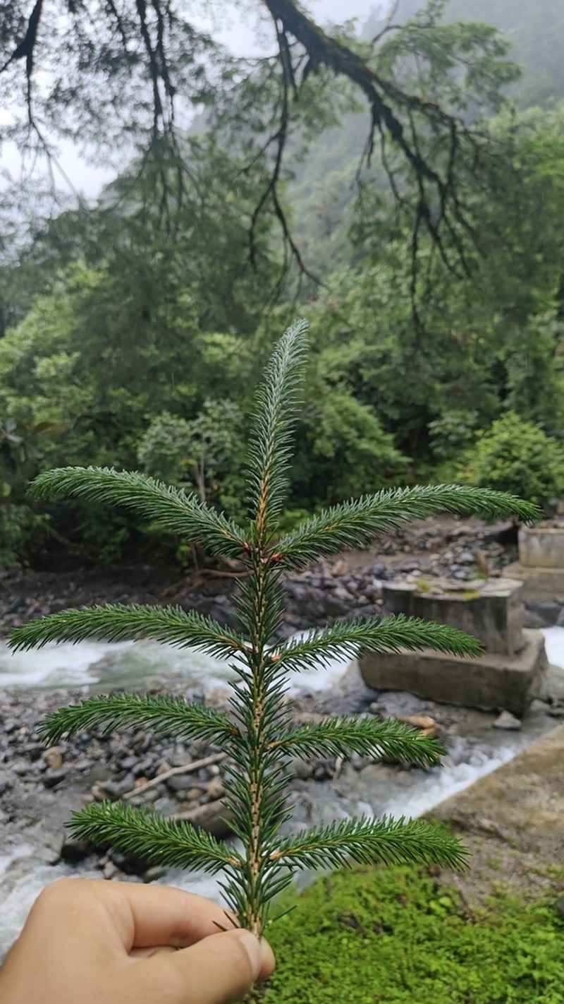 Picea brachytyla photo 2