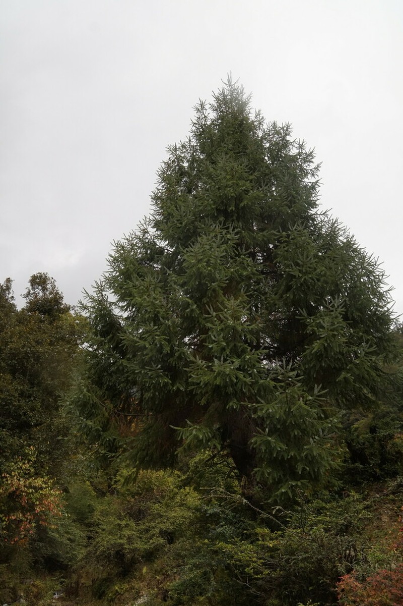 Picea brachytyla photo 3