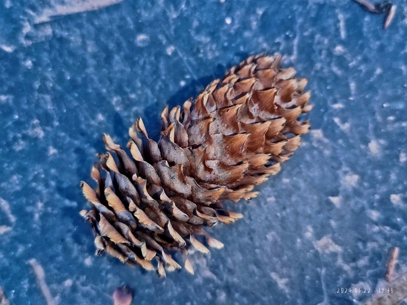 Picea brachytyla photo 4