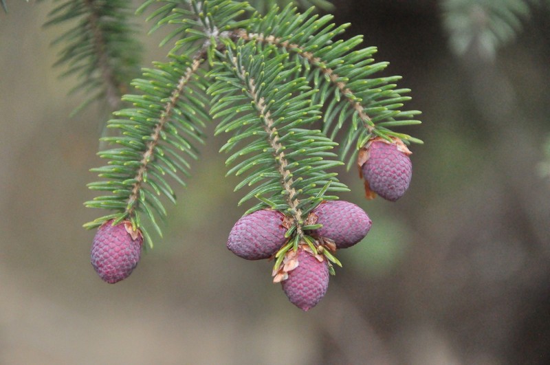 Picea brachytyla photo 5