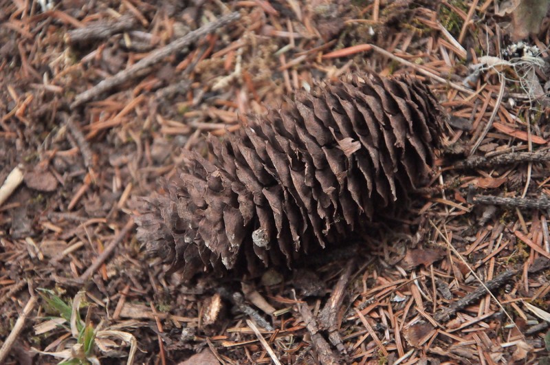 Picea brachytyla photo 6