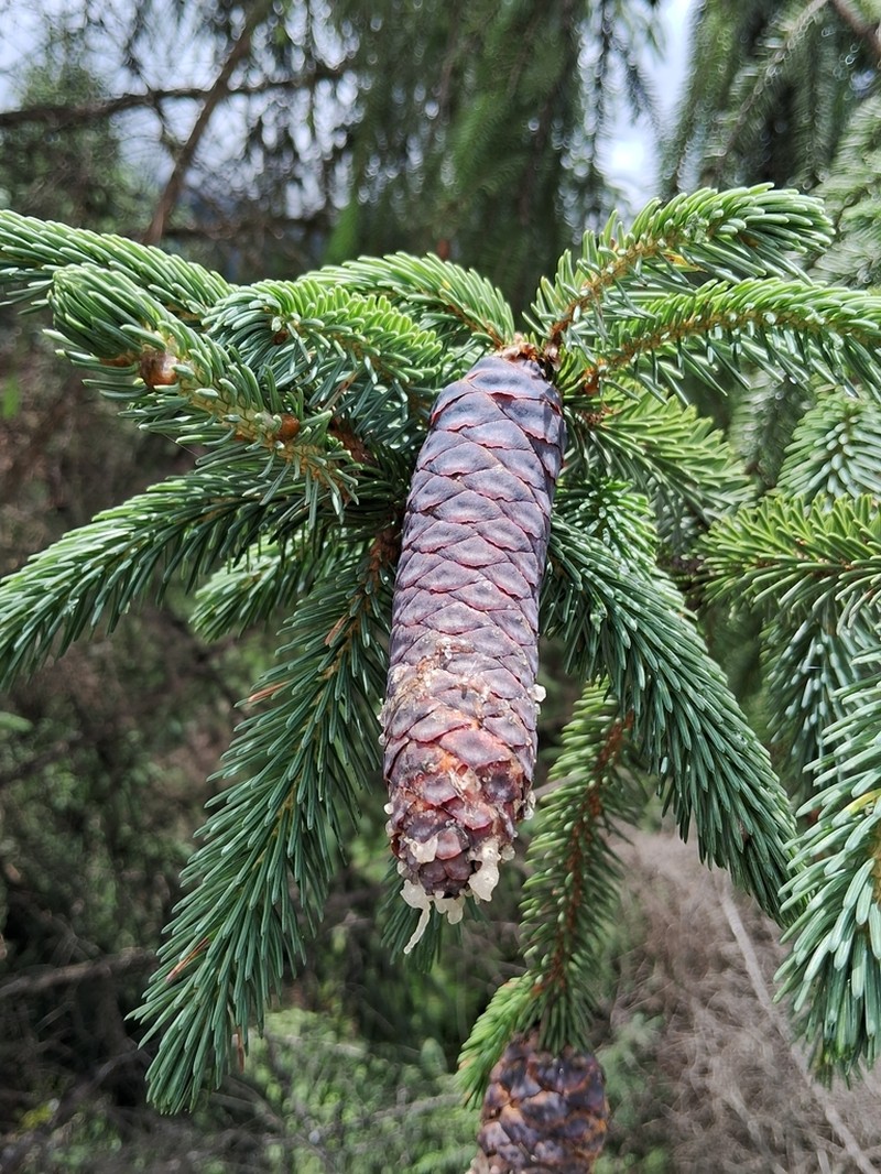 Picea brachytyla photo 7