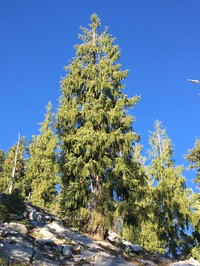 Brewer Spruce