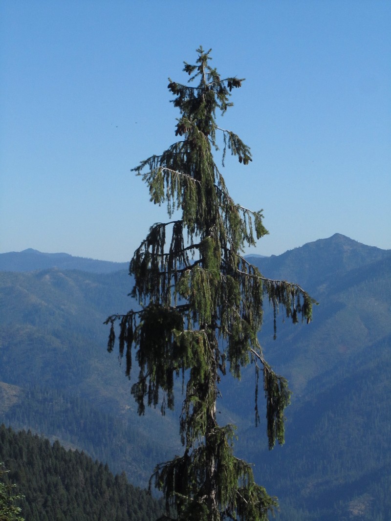 Brewer Spruce photo 2