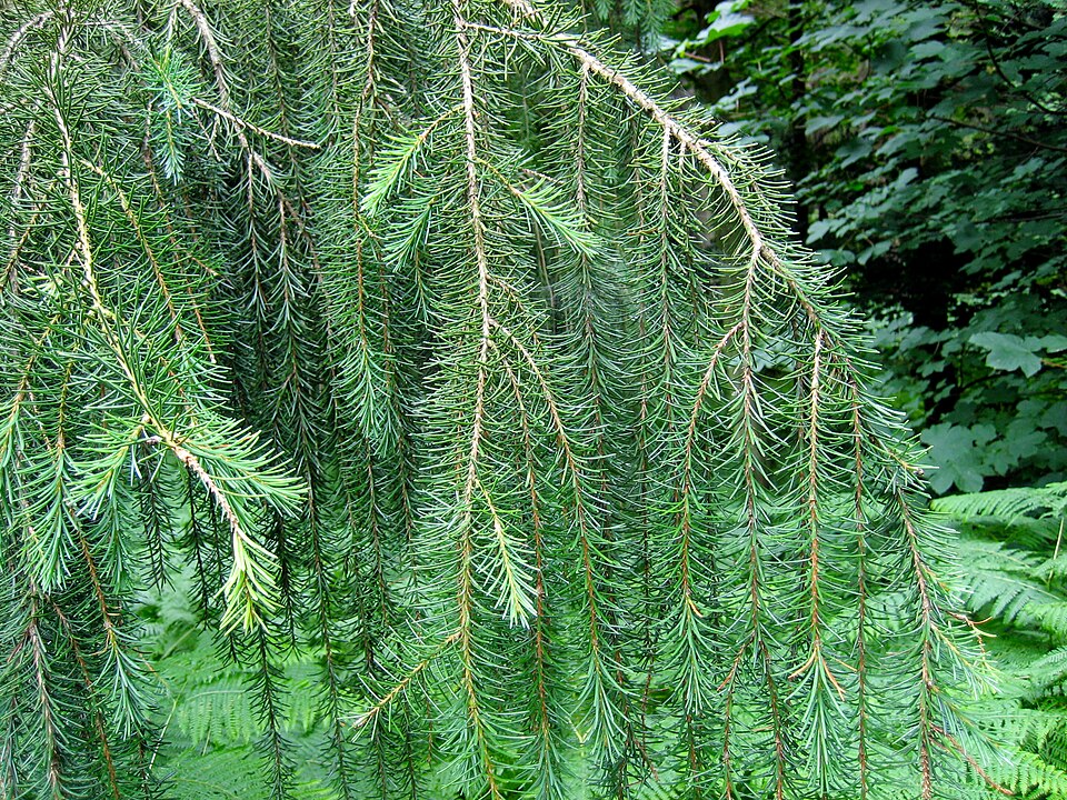 Brewer Spruce photo 3