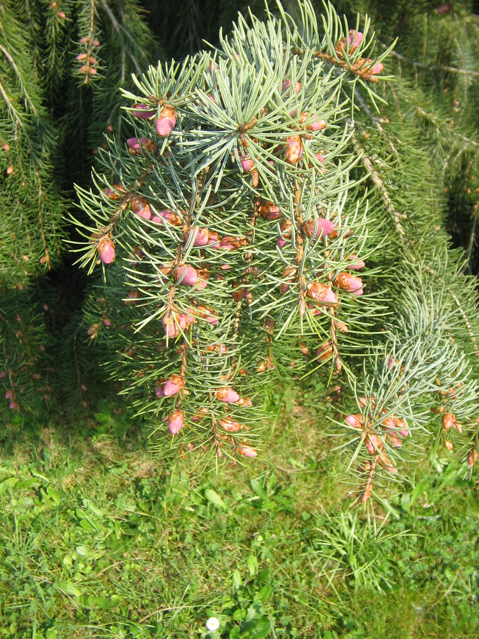 Brewer Spruce photo 4