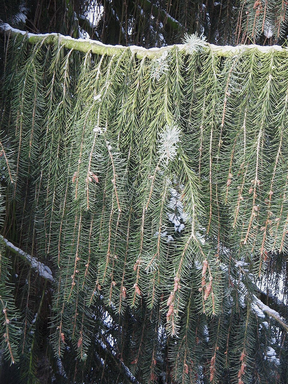 Brewer Spruce photo 5