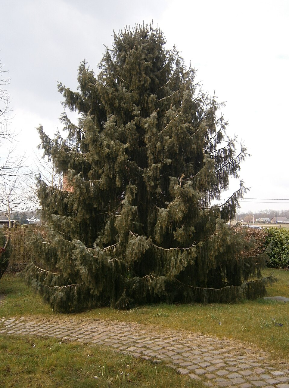 Brewer Spruce photo 6