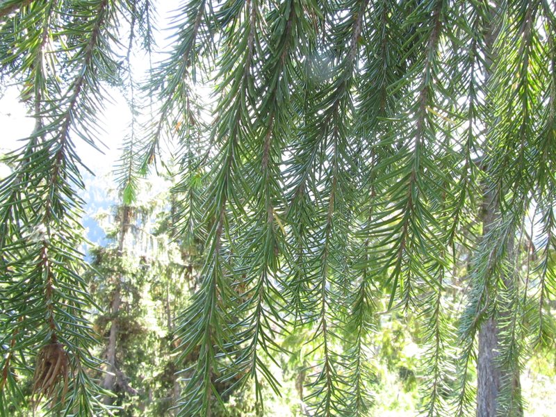 Brewer Spruce photo 7
