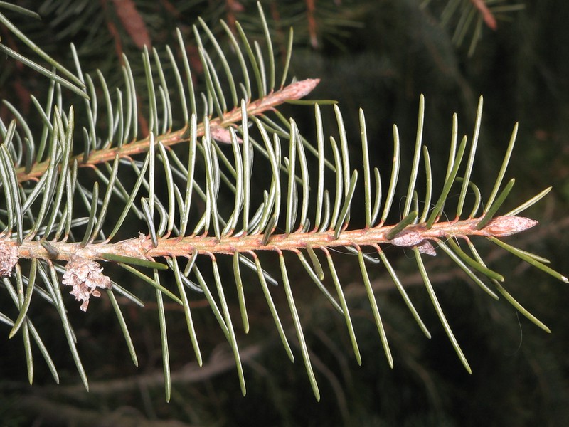 Brewer Spruce photo 8