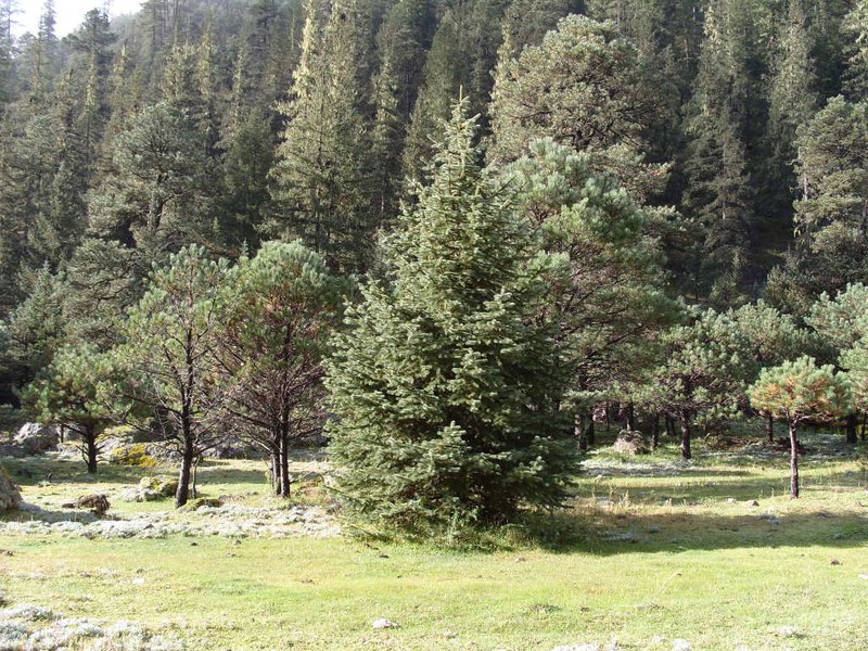 Picea chihuahuana