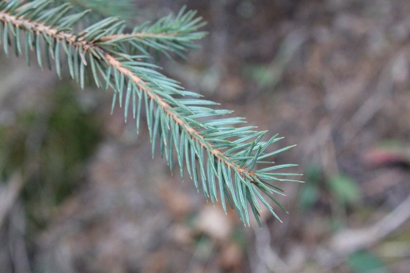 Picea chihuahuana photo 2