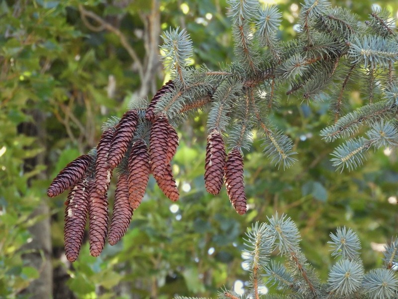 Picea chihuahuana photo 3
